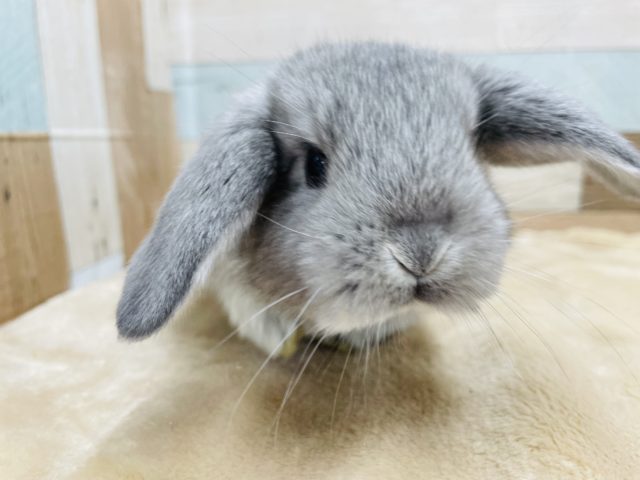 ロップイヤーラビット