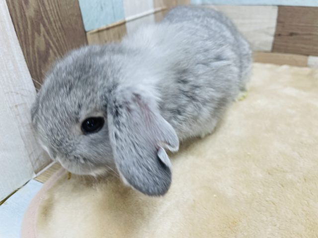 垂れ耳が可愛い男の子☆ロップイヤーラビットのチンチラカラー! ロップイヤーラビット
