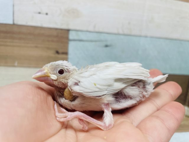 シルバーイノ文鳥