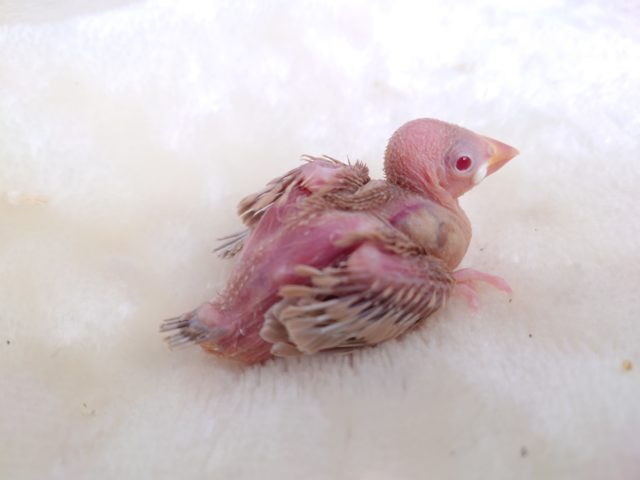 シナモン文鳥