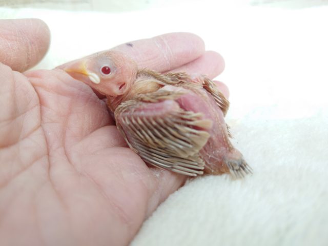 シナモン文鳥