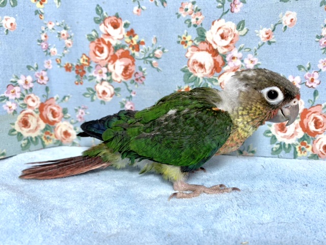 ワキコガネウロコインコ