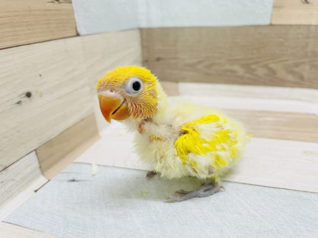 ヤマブキボタンインコ