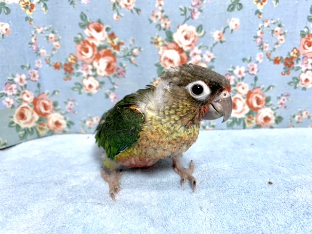 ワキコガネウロコインコ
