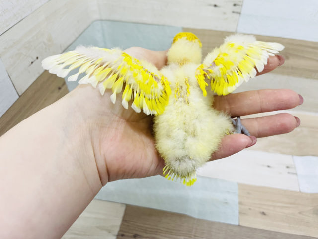 色鮮やかで綺麗〜✨ヤマブキボタンインコヒナ(イエロー)☆ ヤマブキボタンインコ
