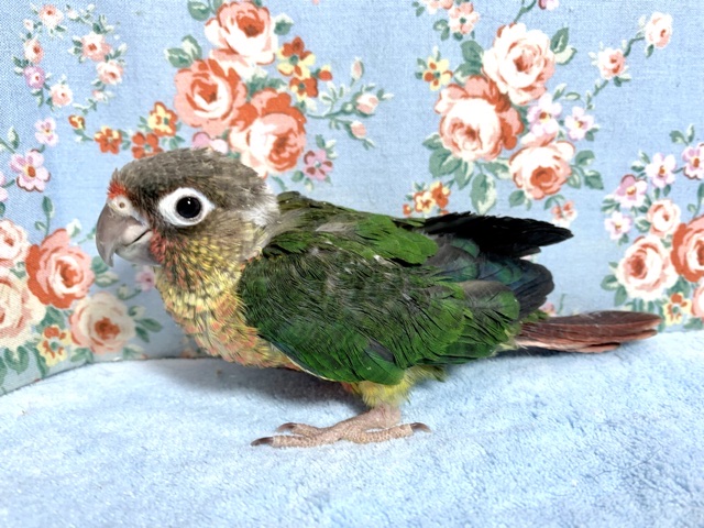 ワキコガネウロコインコ