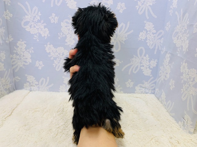 ヨークシャテリア