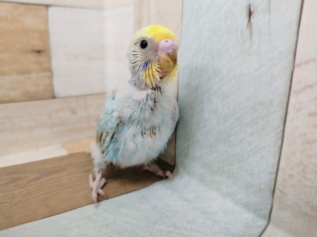 セキセイインコさん(パステルレインボー)入荷しました〜❤ セキセイインコ