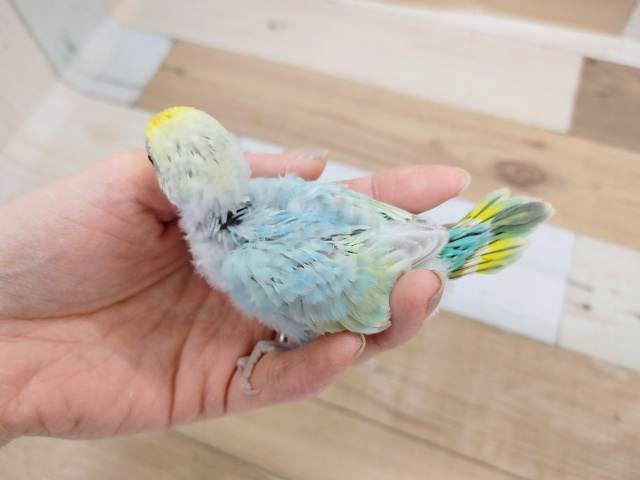 セキセイインコさん(パステルレインボー)入荷しました〜❤ セキセイインコ
