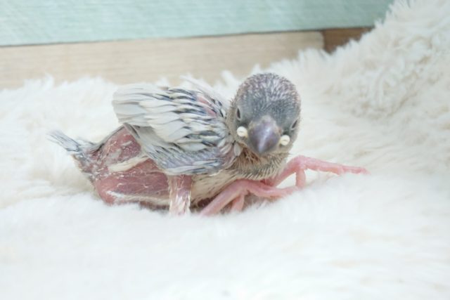 ちっこいね。。。はやく育てっ シルバー文鳥~~ シルバー文鳥