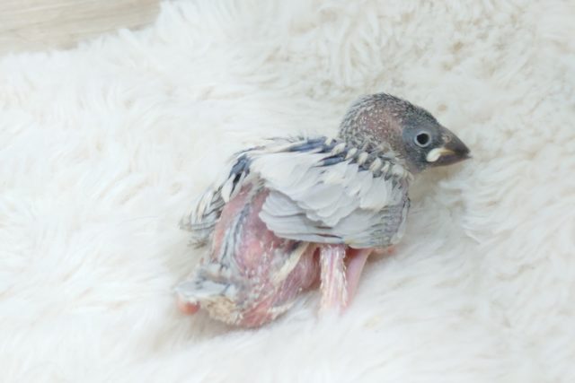 シルバー文鳥