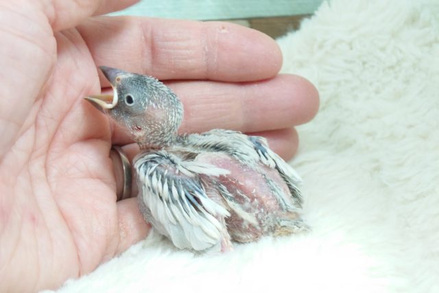シルバー文鳥