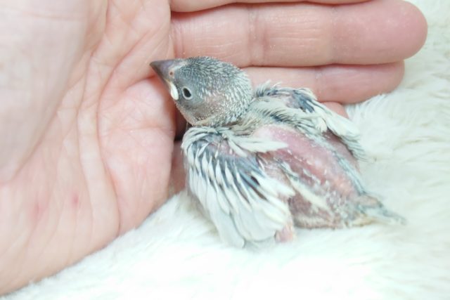 シルバー文鳥