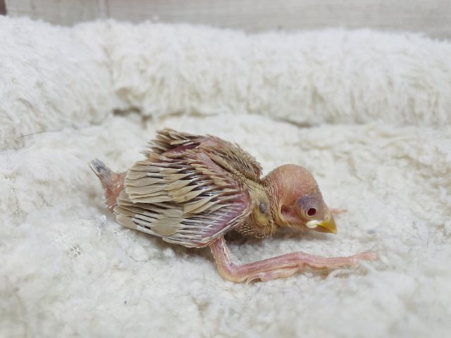 シナモン文鳥