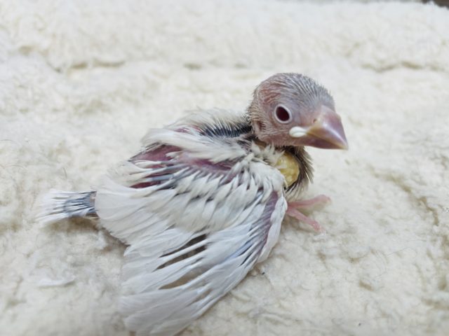 久々に入舎しました〜♪ 人気者!シルバーイノ文鳥! シルバーイノ文鳥