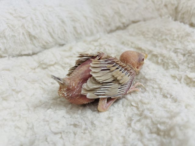 シナモン文鳥