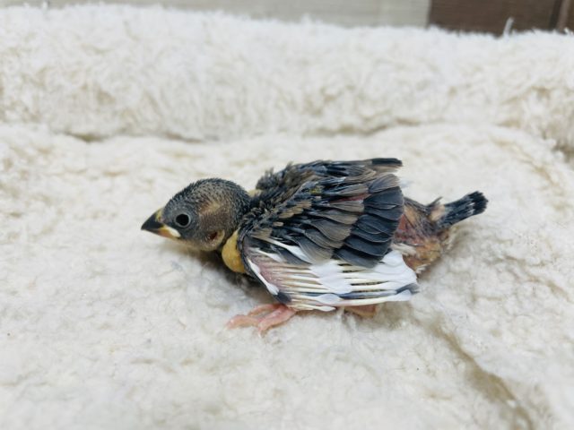 桜文鳥