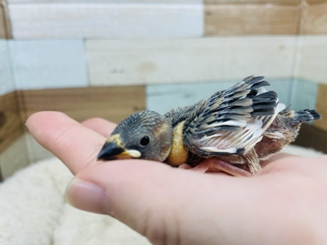 桜文鳥