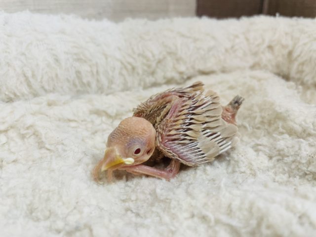 シナモン文鳥