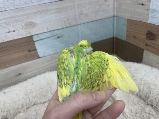 あざと可愛い♡セキセイインコ スパングルパイド セキセイインコ