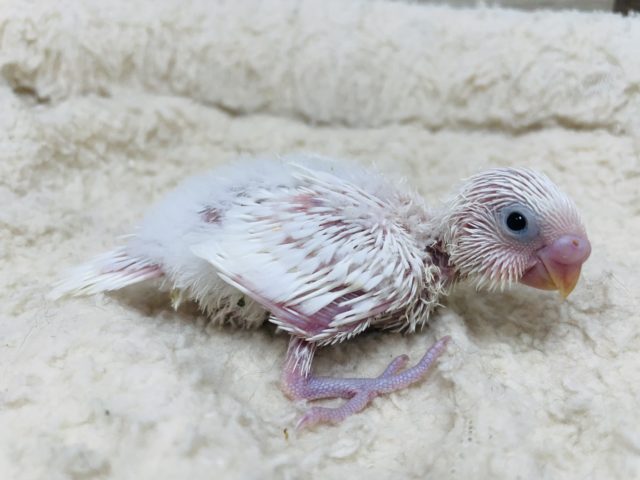 純粋なホワイトカラー！セキセイインコ　ダブルファクター
