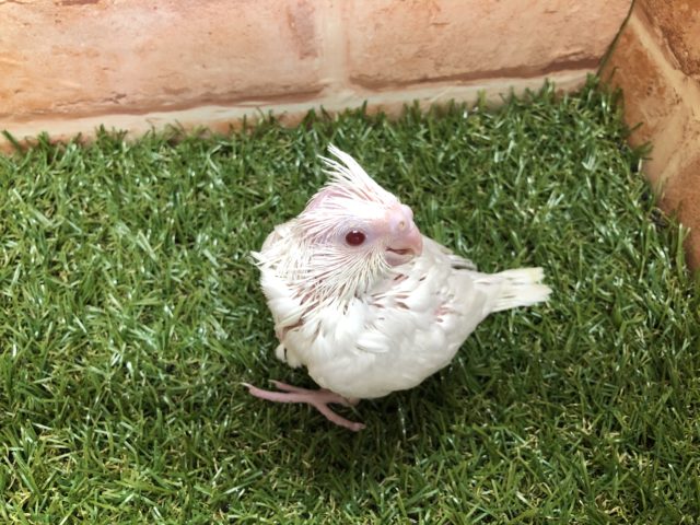 オカメインコ