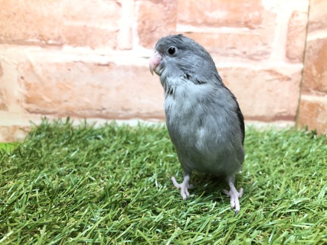 マメルリハ