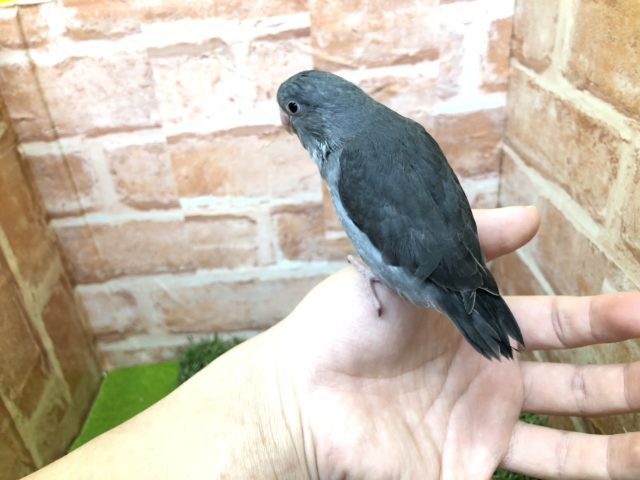 マメルリハ