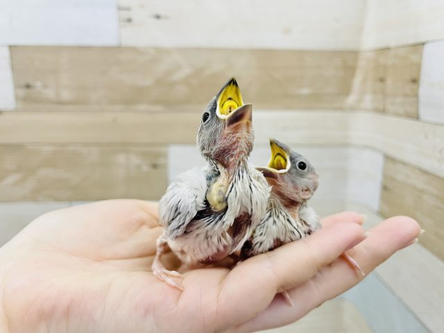 シルバー文鳥