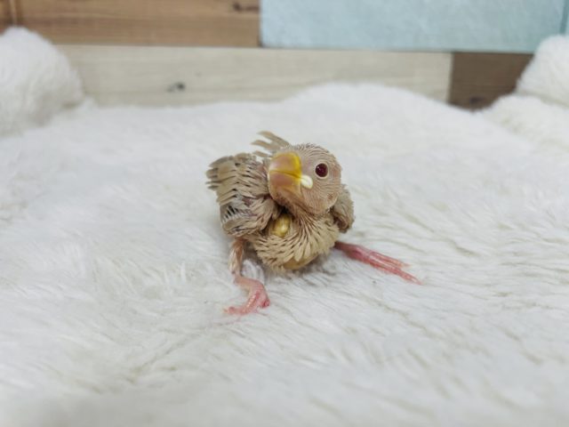 シナモン文鳥