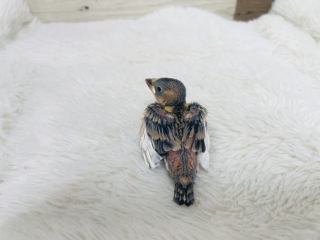たくましく成長するんだ〜! 桜文鳥さん! 桜文鳥