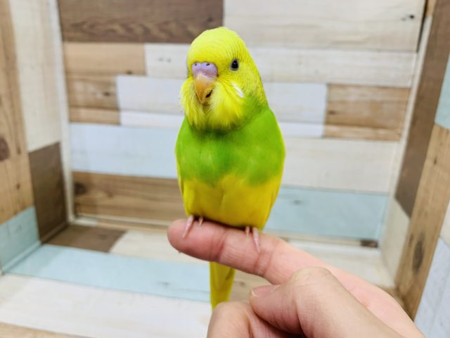 セキセイインコ
