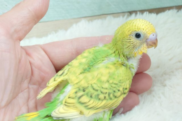 セキセイインコ