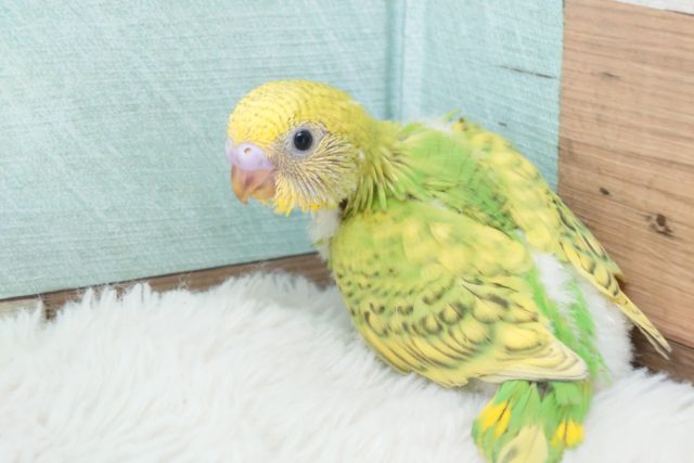 おすすめのーーーヒナさん！　セキセイインコ　スパングルですっ