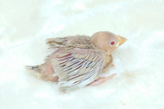 シナモン文鳥