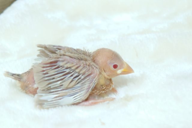 シナモン文鳥