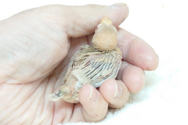 シナモン文鳥