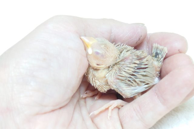 早く育たないかなぁ~~♪ おらおらが見たいですよね?? シナモン文鳥☆ シナモン文鳥