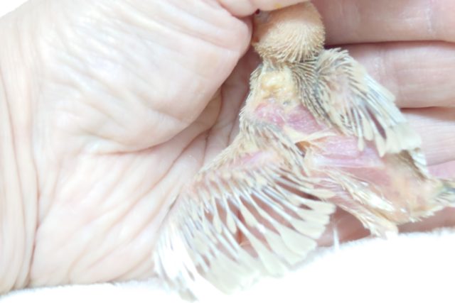 シナモン文鳥