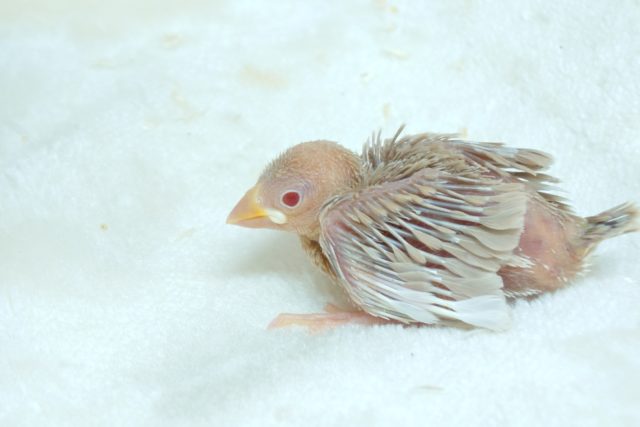 シナモン文鳥