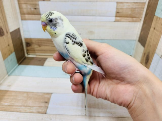 水色がが際立ちます!淡いカラー☆セキセイインコ(クリームハルクイン) セキセイインコ