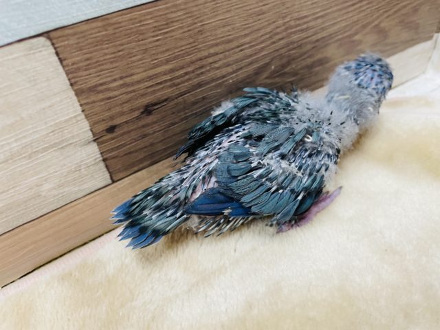 優しい性格の予感です☆サザナミインコのコバルトカラー! サザナミインコ