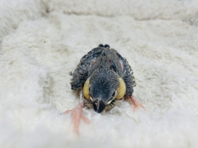 定番人気!キュートな桜文鳥さん 八重桜インコ(ヤエザクラインコ