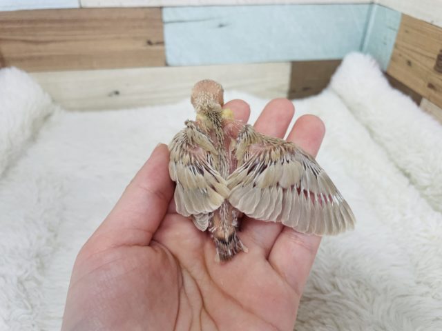 シナモン文鳥