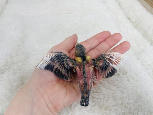 桜文鳥