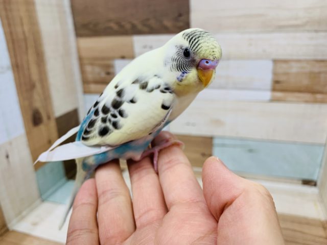 水色がが際立ちます！淡いカラー☆セキセイインコ(クリームハルクイン)