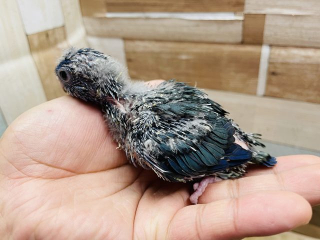 優しい性格の予感です☆サザナミインコのコバルトカラー! サザナミインコ
