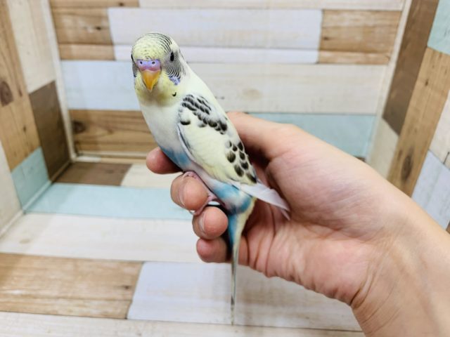 水色がが際立ちます!淡いカラー☆セキセイインコ(クリームハルクイン) セキセイインコ
