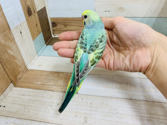 セキセイインコ