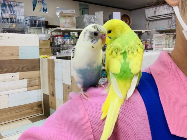 水色がが際立ちます!淡いカラー☆セキセイインコ(クリームハルクイン) セキセイインコ